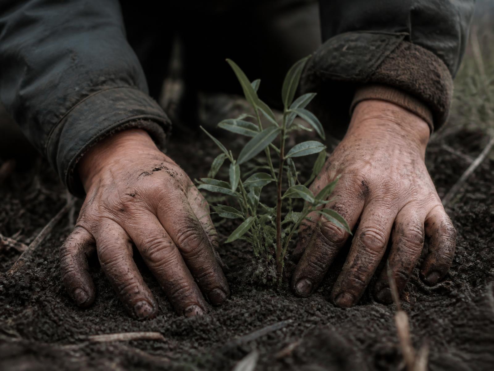 Two soil-covered hands pressing dark earth around a young native seedling.