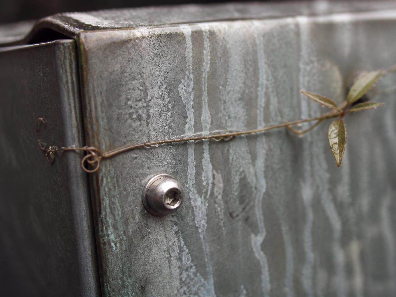 Close detail of a weathered galvanized steel planter edge with a stainless bolt and a single plant tendril crossing it.